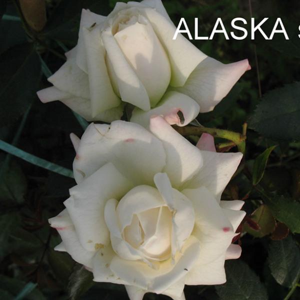 ПЛ-001: LSK (ALASKA)