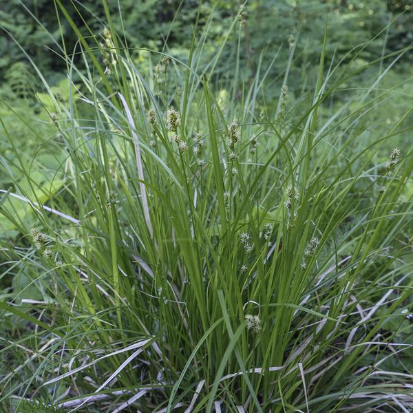 ДТ-157: Осока заячья (Carex leporina)