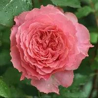 Роза Corona - саженцы в контейнерах