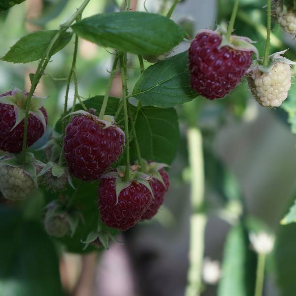 СЦ-008: Малина Херитейдж (Heritage Raspberry) (Heritage Raspberry)