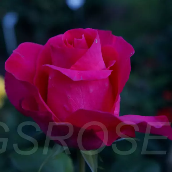 ЧГ-007: LL M LVNG (ALL MY LOVING)