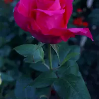 Роза ALL MY LOVING саженцы в контейнерах