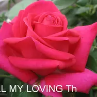 Роза ALL MY LOVING саженцы в контейнерах