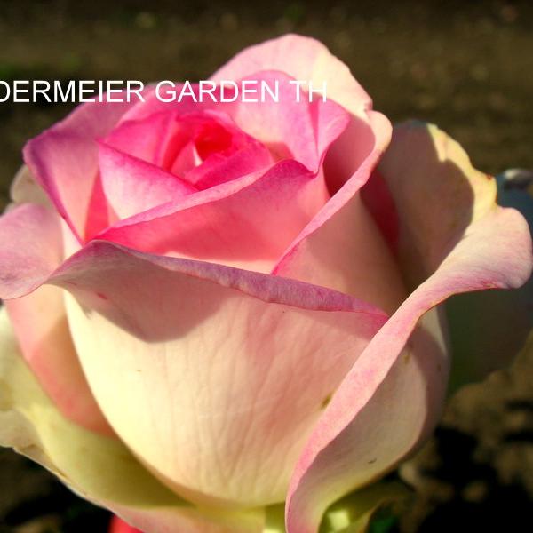 ЧГ-025-L: BDRMR GRD 2L (Biedermeier Garden 2L)