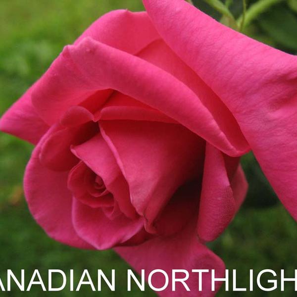ЧГ-033: CNDN NRTHGHT (CANADIAN NURTHLIGHT)