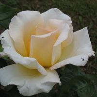 саженцы роз Гармония Сада подмосковный питомник роз
