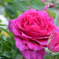 Роза Claret саженцы роз в контейнерах