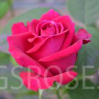 Роза Claret саженцы роз в контейнерах