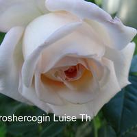 Роза GROSSHERZOGIN LUISE саженцы в контейнерах