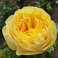 Роза Golden Lace - саженцы в контейнерах