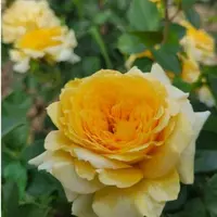 Роза Golden Lace - саженцы в контейнерах