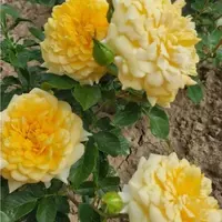 Роза Golden Lace - саженцы в контейнерах