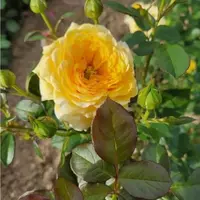 Роза Golden Lace - саженцы в контейнерах