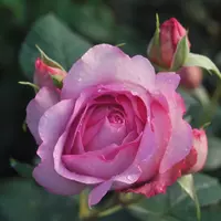 Роза Souvenir de Louis Amade - Сувенир дэ Луи Амад - саженцы в контейнере