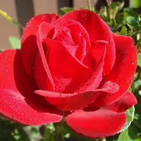 Роза Tiamo - саженцы в контейнерах