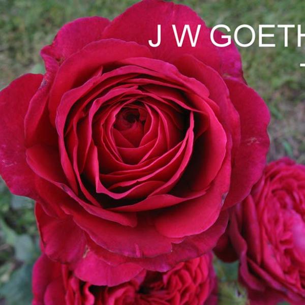 ЧГ-101-L: J W GTH 2L (J. W. v. Goethe rose 2L)