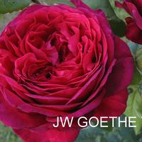 Роза J. W. V. GOETHE ROSE саженцы в контейнерах