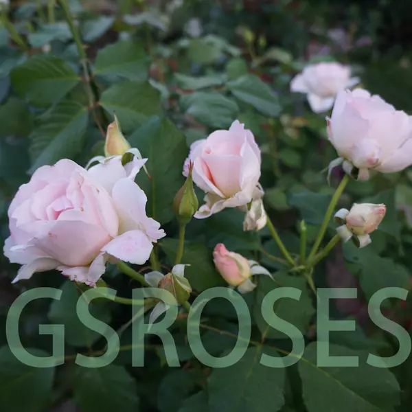 ЧГ-185: RNSSNC (RENAISSANCE)