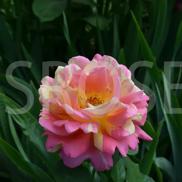 ЧГ-189: RS D CSTRC (ROSE DES CISTERCIENS)