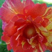 Роза ROSE DES CISTERCIENS саженцы в контейнерах