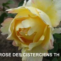 Роза ROSE DES CISTERCIENS саженцы в контейнерах