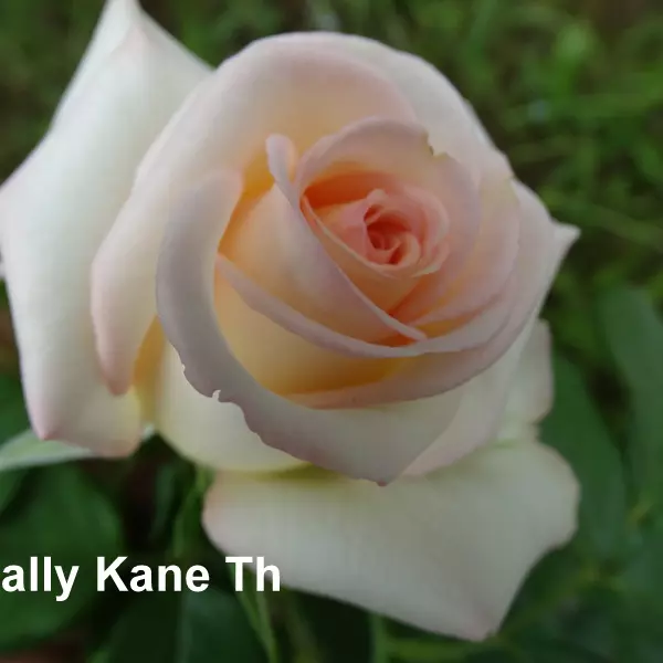 ЧГ-251: SLL KN (SALLY KANE)