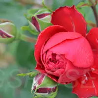 Роза TIAMO саженцы в контейнерах