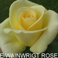 Роза THE WAINWRIGHT ROSE саженцы в контейнерах