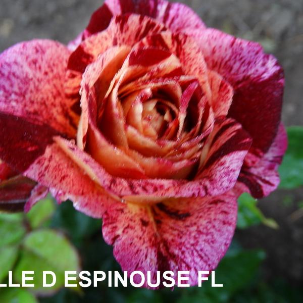 ФБ-015: BL D SPNS (Belle d'Espinouse)