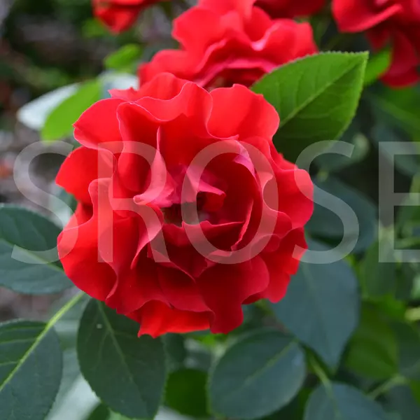 ФБ-023: BLK FRST (BLACK FOREST ROSE)