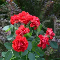 Роза BLACK FOREST ROSE саженцы в контейнерах