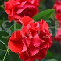 Роза BLACK FOREST ROSE саженцы в контейнерах