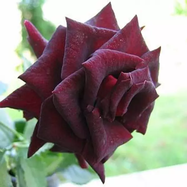 ФБ-022: BLCK BTY (BLACK BEAUTY)