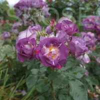 Роза BLUE FOR YOU саженцы в контейнерах