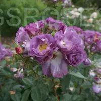 Роза BLUE FOR YOU саженцы в контейнерах