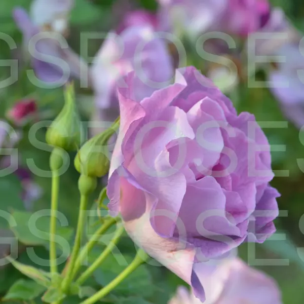 ФБ-024: BL FR Y (BLUE FOR YOU)
