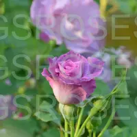 Роза BLUE FOR YOU саженцы в контейнерах