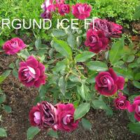 Роза BURGUNDY ICE саженцы в контейнерах