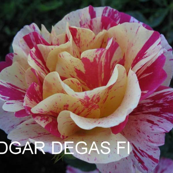 ФБ-056: DGR DGS (EDGAR DEGAS)
