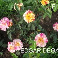 Роза EDGAR DEGAS саженцы в контейнерах