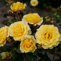 Роза Sunmaid - саженцы в контейнерах