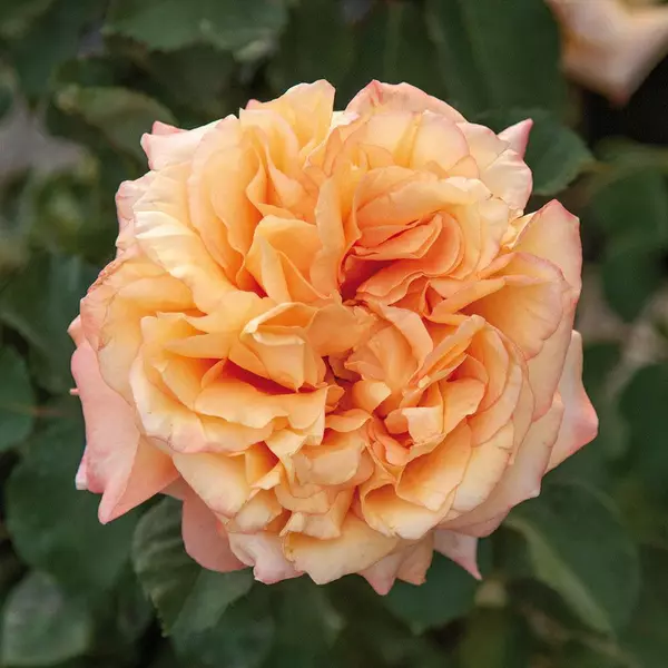 ФБ-293: MBR RSTT (AMBER ROSETTE)
