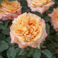 Роза Amber Rosette  - саженцы в контейнерах