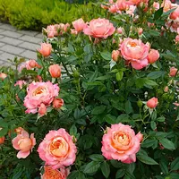 Роза Briosa - саженцы в контейнерах