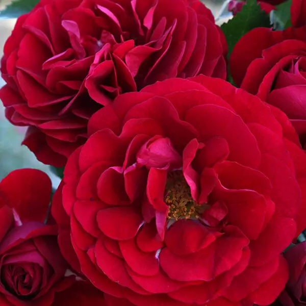 ФБ-281: KRDS RS BRDX (KORDES' ROSE BORDEAUX)