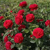 Роза Kordes' Rose Bordeaux - саженцы в контейнерах