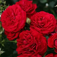 Роза Kordes' Rose Bordeaux - саженцы в контейнерах