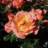 Роза Morning Sun - саженцы в контейнерах