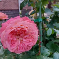 Роза QUEEN OF HEARTS саженцы в контейнерах