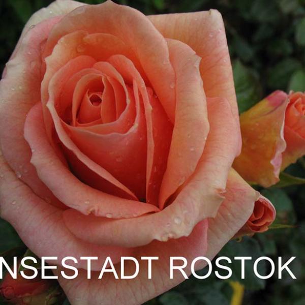 ФБ-090: HNSSTDT RSTCK (HANSESTADT ROSTOK)